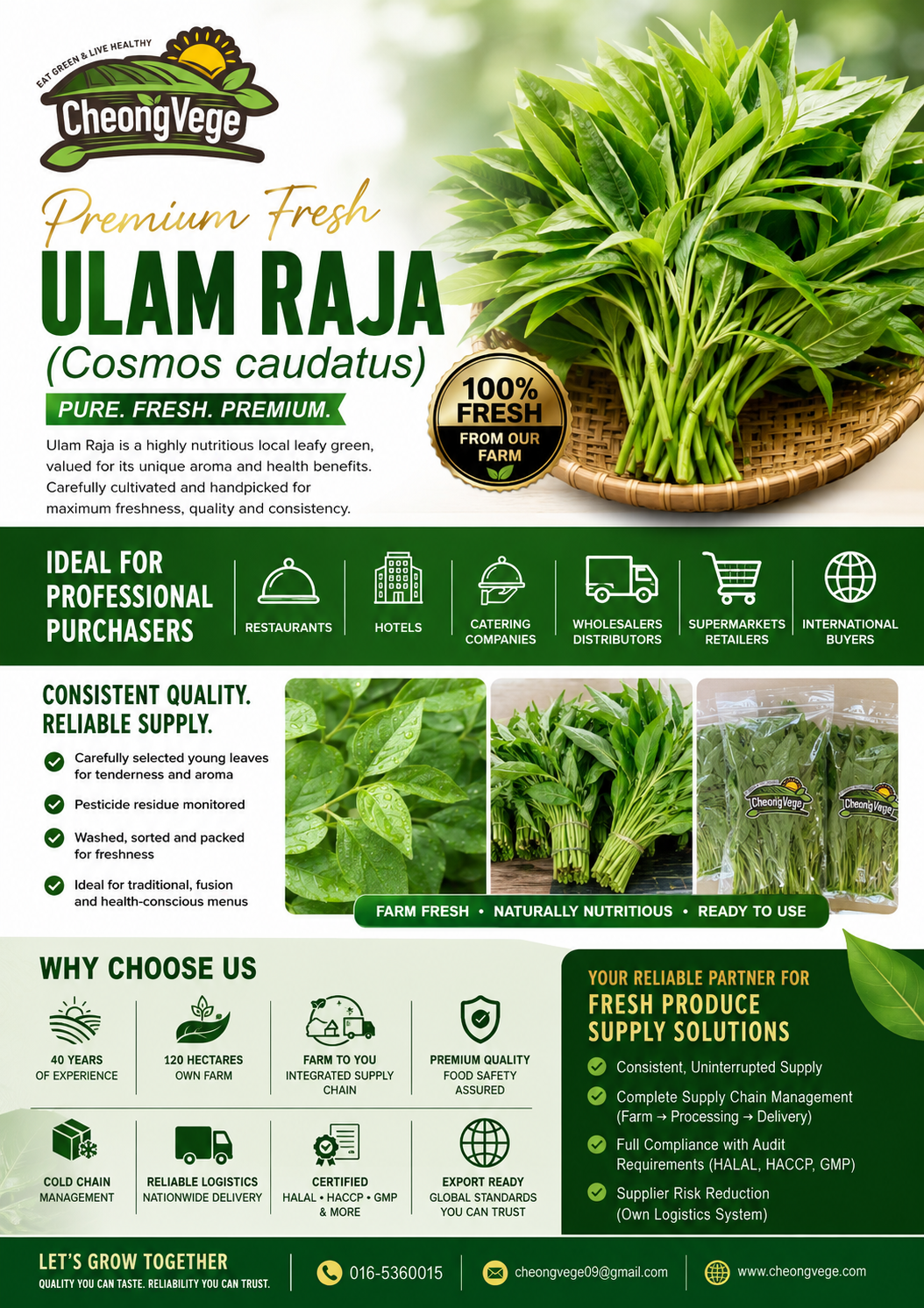 Ulam Raja Malaysia | Cosmos caudatus Wholesale & Export Supplier | Cheong Vege