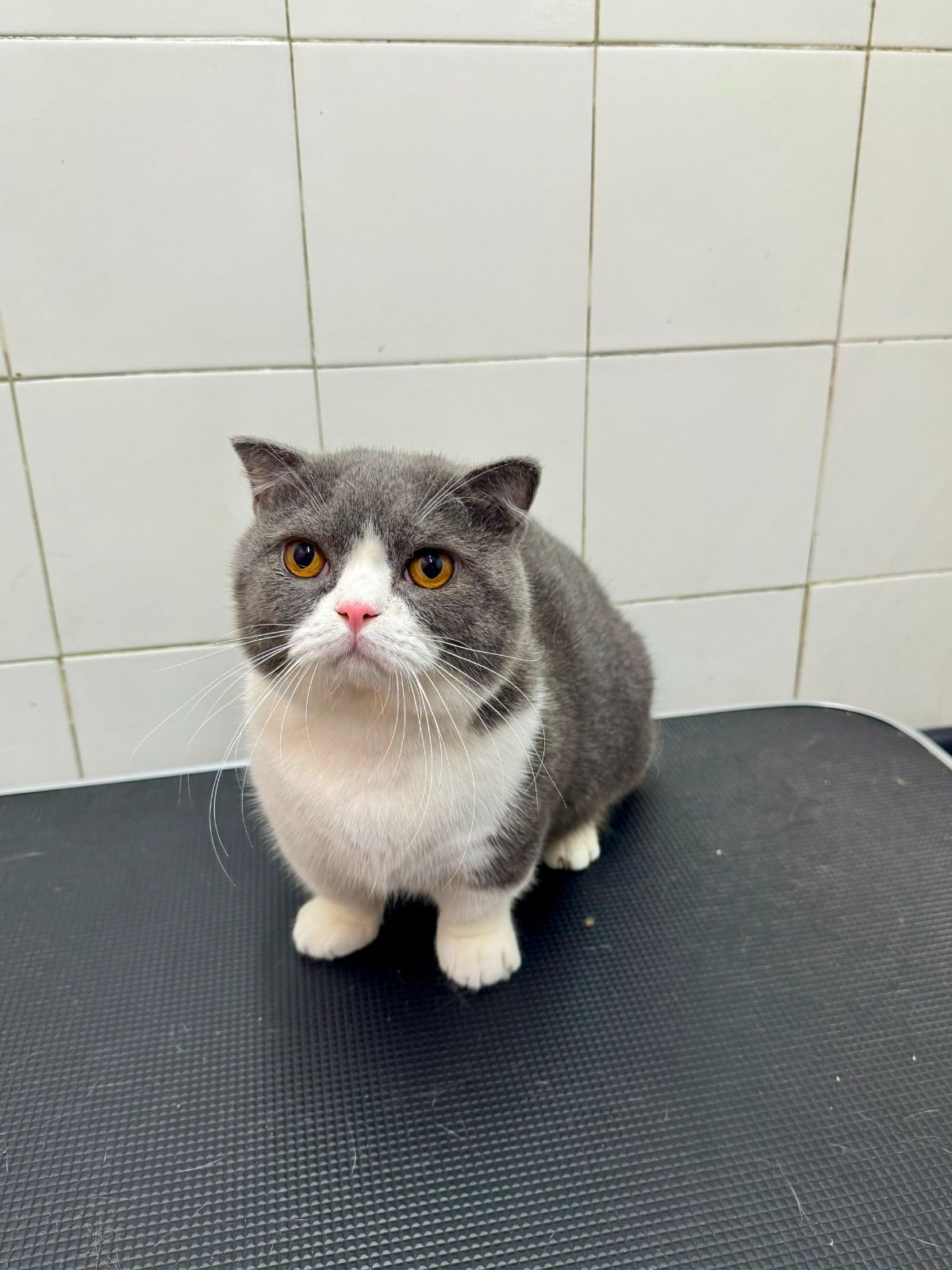 Is My Cat Overweight? How to Tell, Why It Matters, and How to Slim Down Your Cat Safely