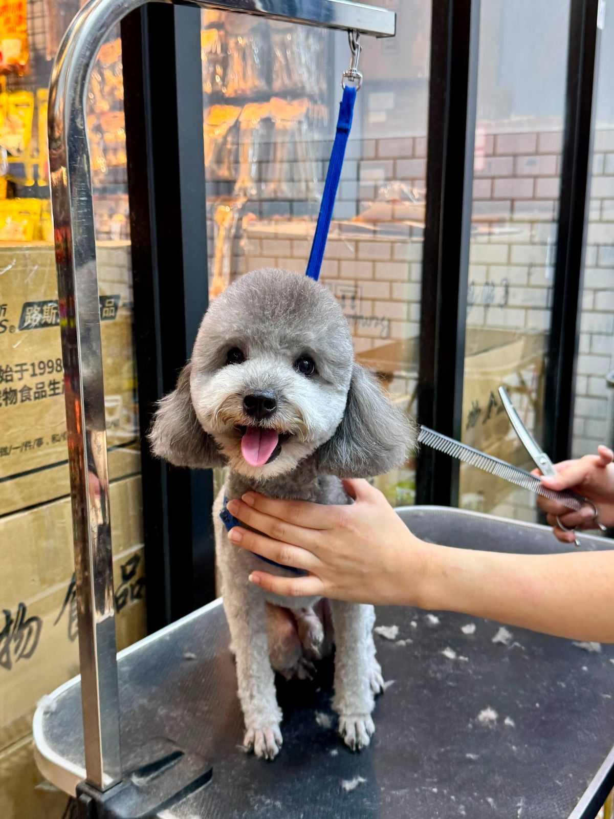 Dog Nail Trimming: A Complete Guide to the Quick, Black Nails, and Stress-Free Trims