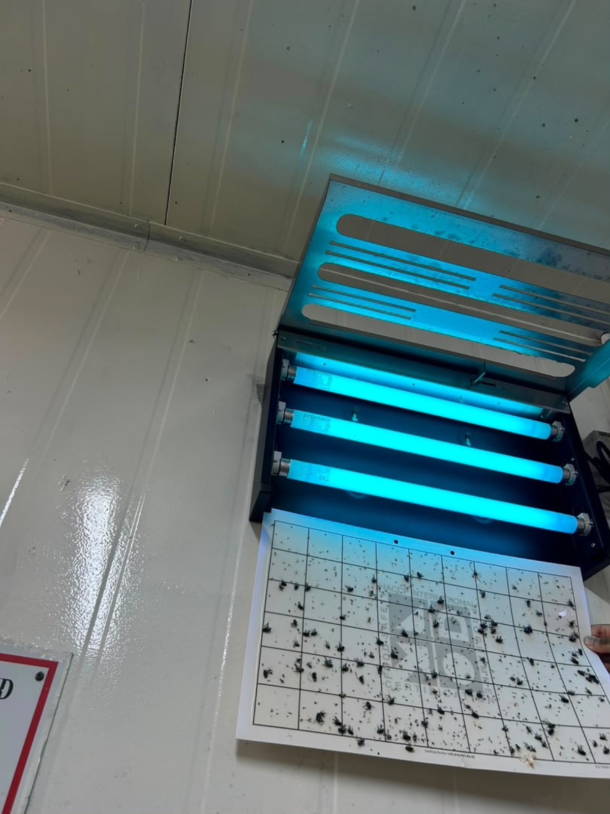 Flies Treatment - Lalat Mesin - Flies Machine - Poultry Processing Factory