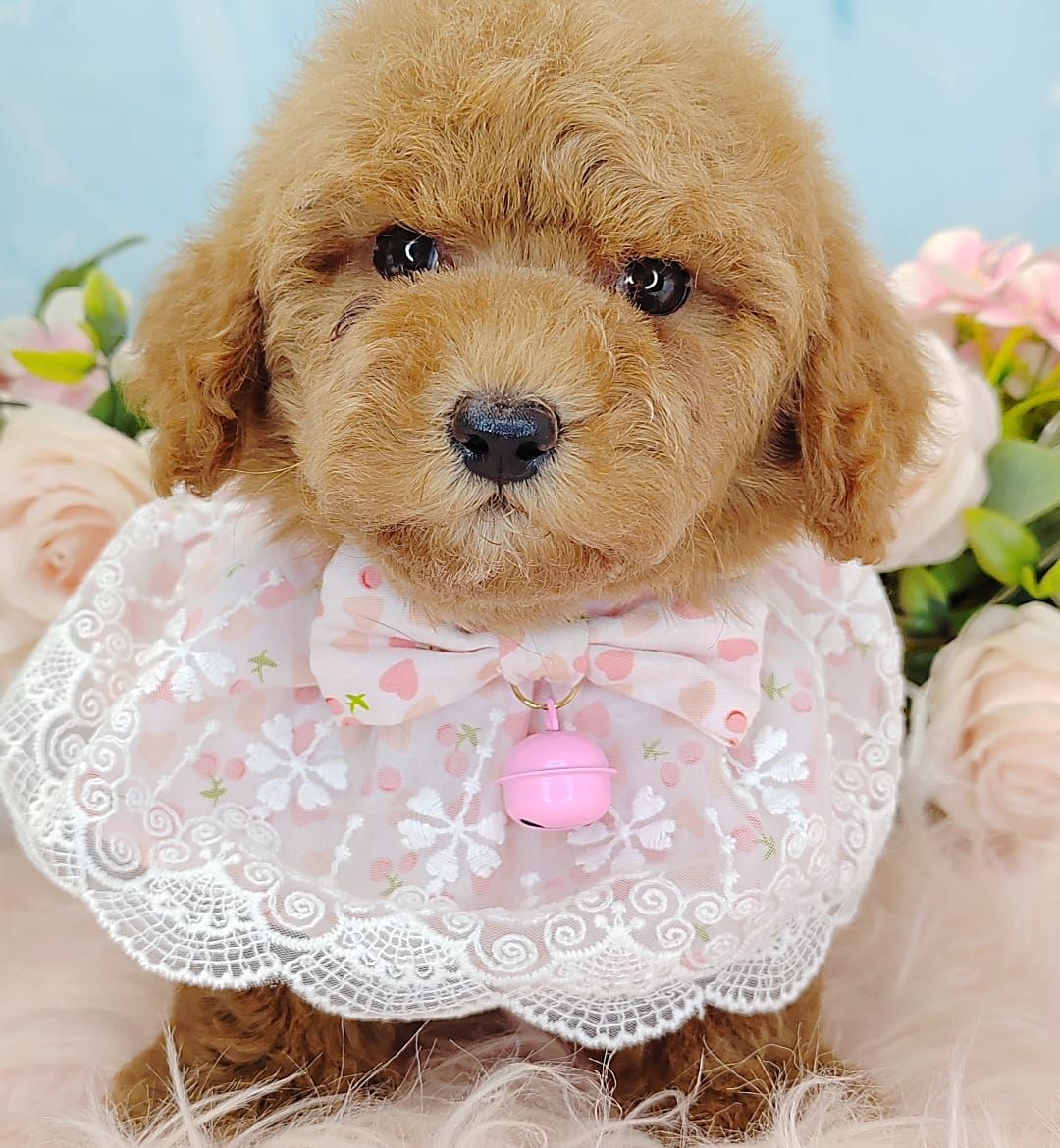  Poodle 娉拌开璐靛