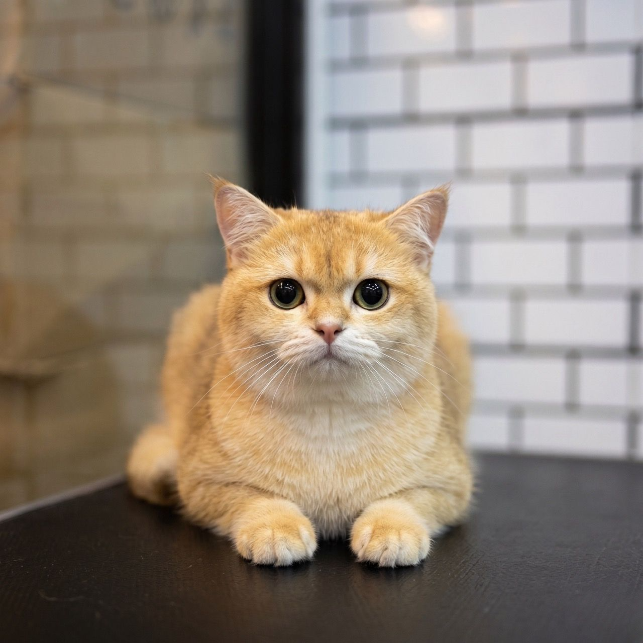 Cat Spay and Neuter Care: Preparing for Surgery, Post-Op Recovery, and Feeding After Sterilisation