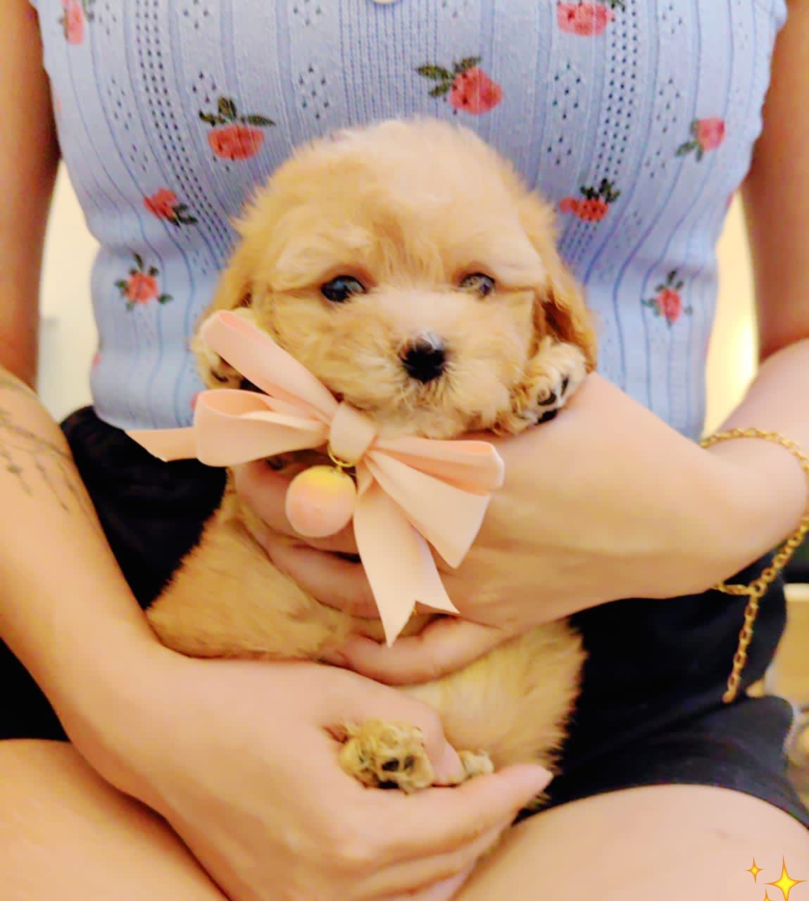 Maltipoo 马尔泰迪