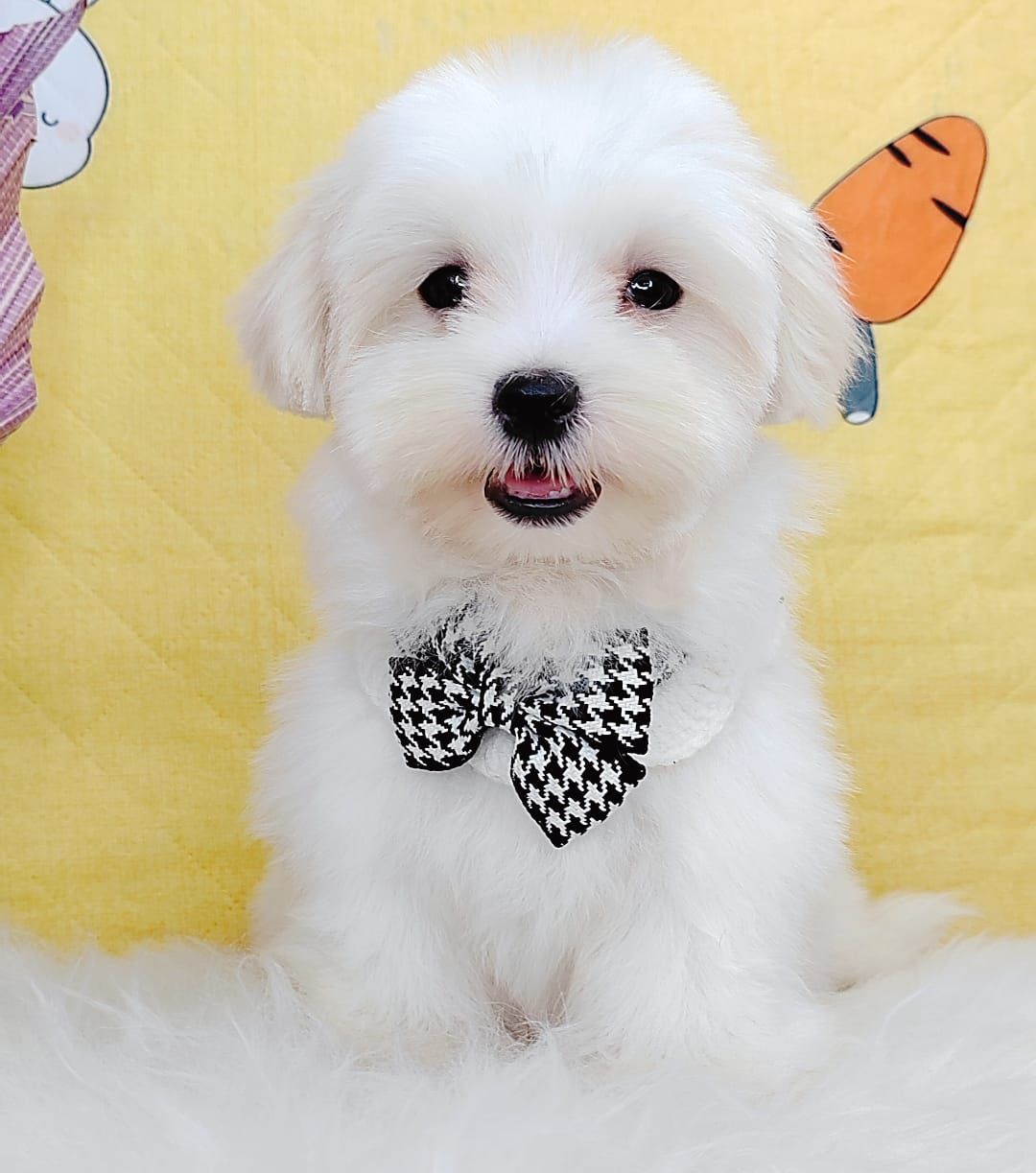 Maltese 马尔济斯