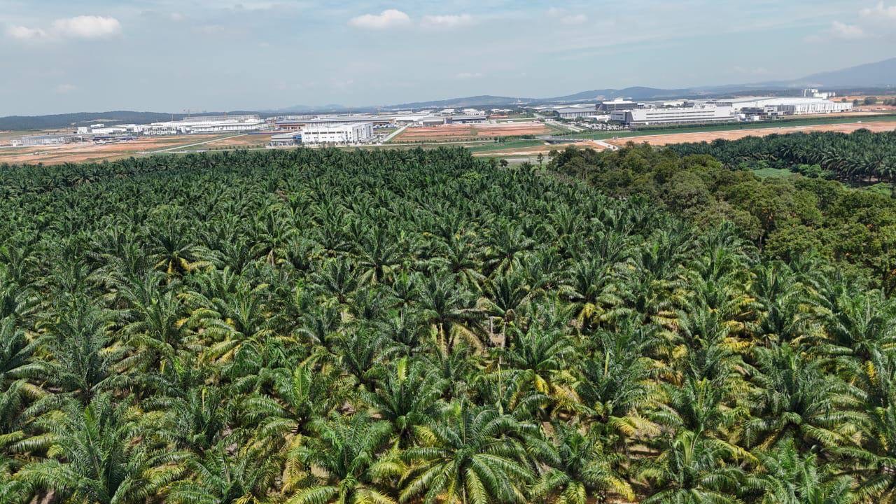 Senai Seelong Lands For Sale