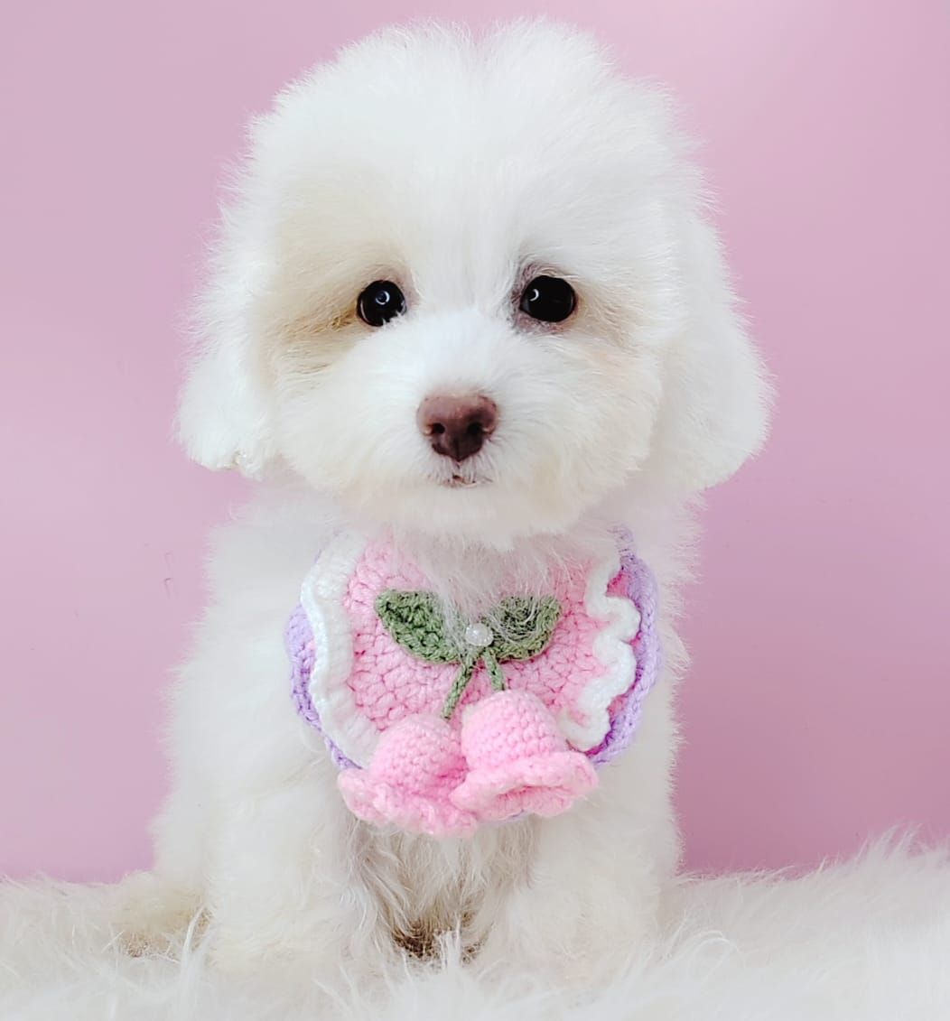 Poodle 娉拌开璐靛