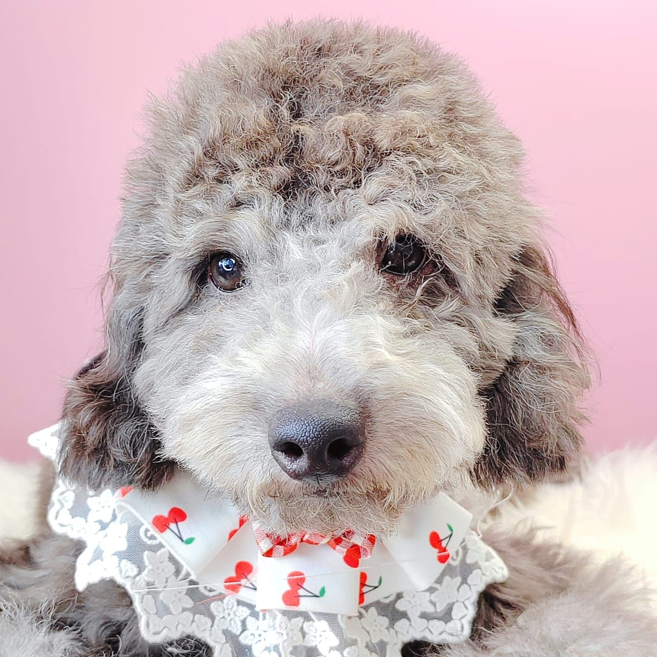 Poodle 娉拌开璐靛