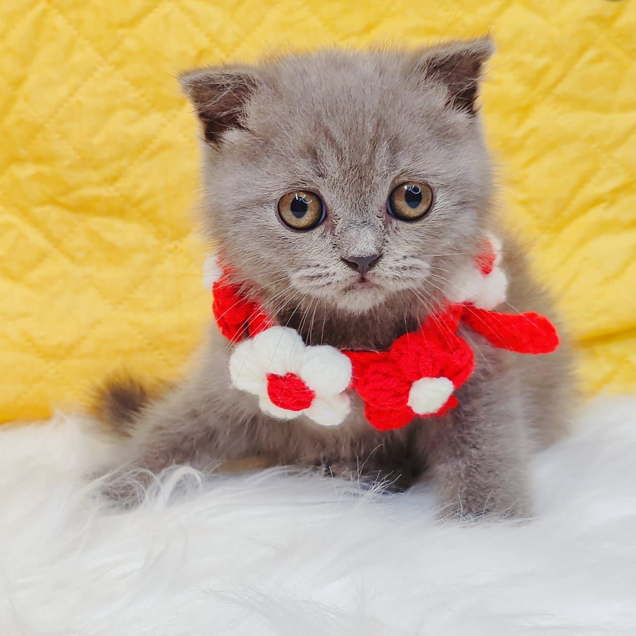 Scottishfold 折耳猫