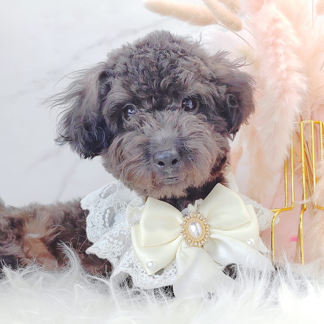 Poodle 娉拌开璐靛