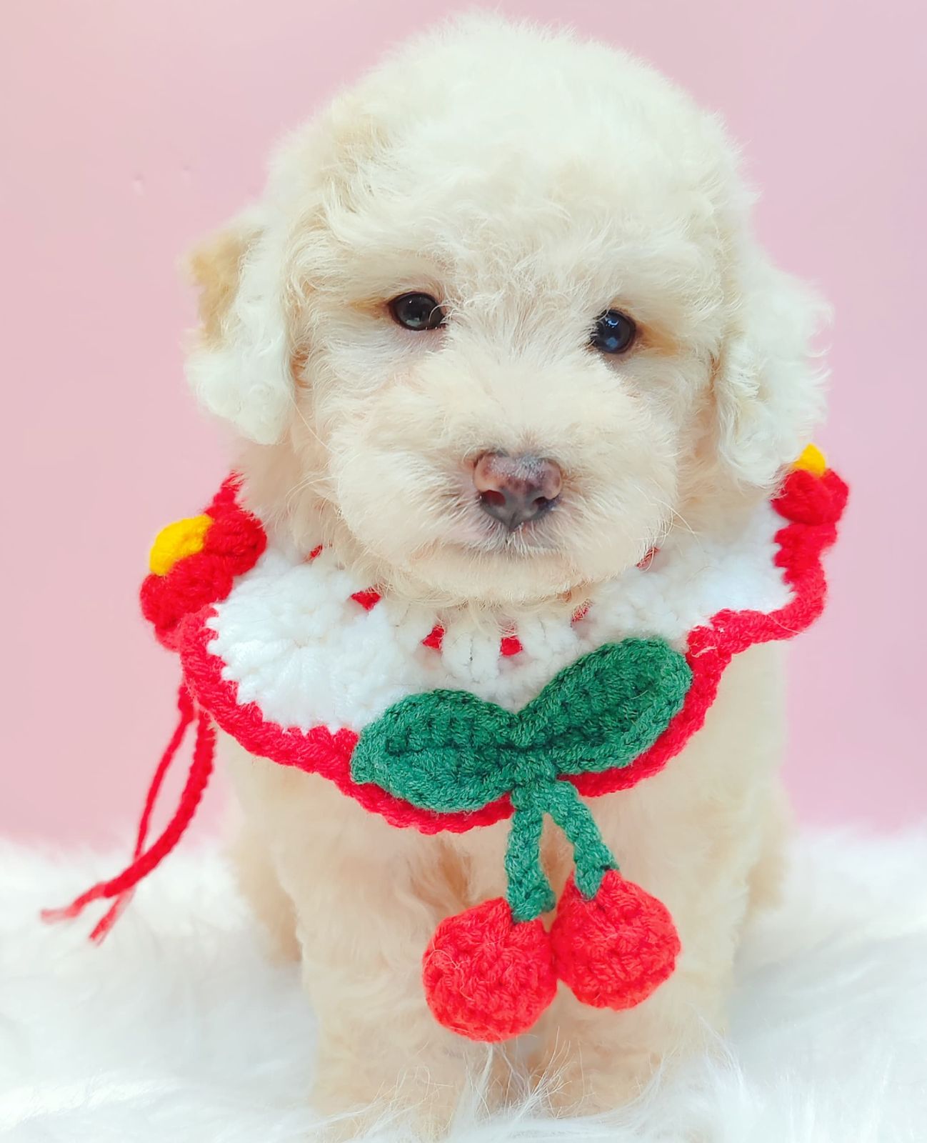 Poodle 娉拌开璐靛