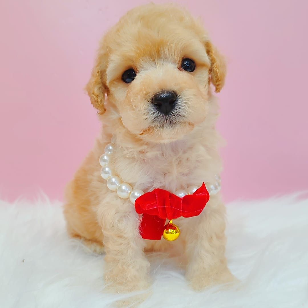 Maltipoo 马尔泰迪