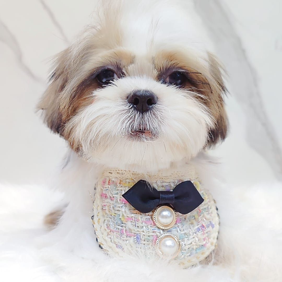 Shih Tzu 西施