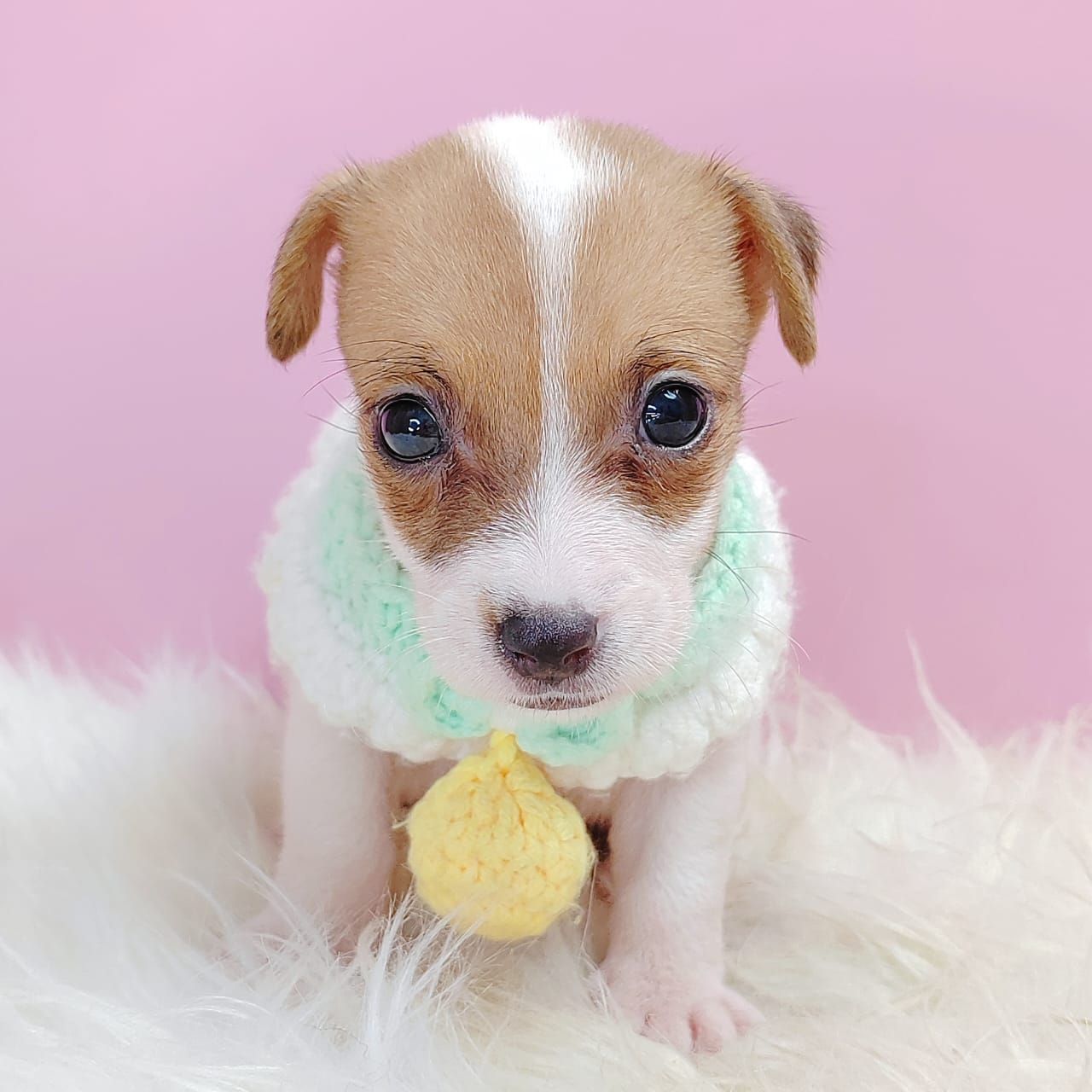 Jack Russell Terrier 杰克罗素梗