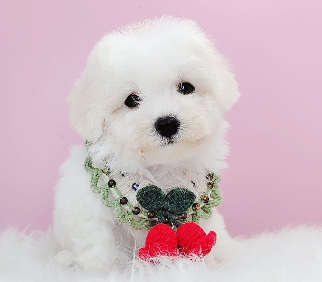 Poodle 娉拌开璐靛