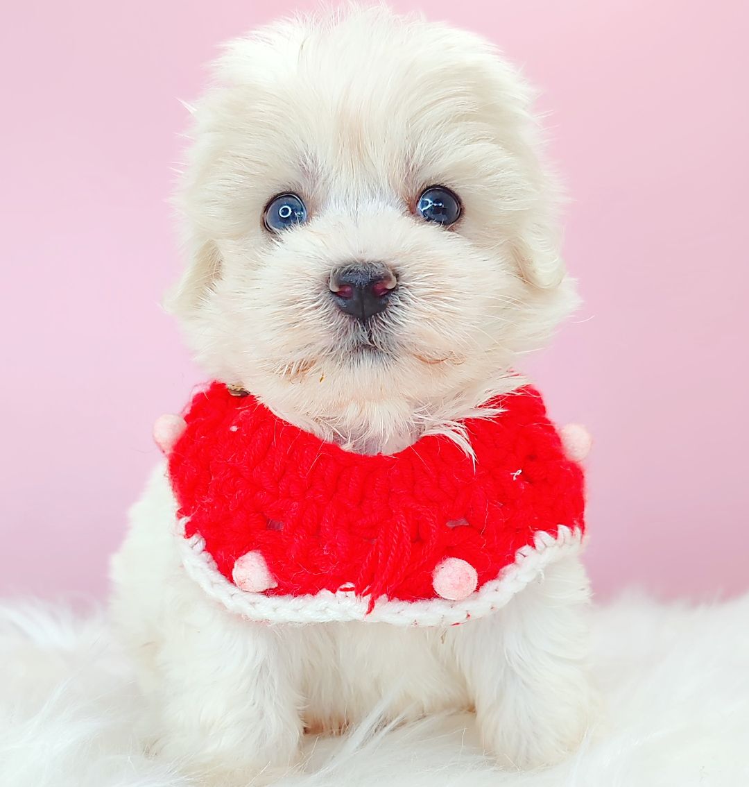 Maltipoo 马尔泰迪