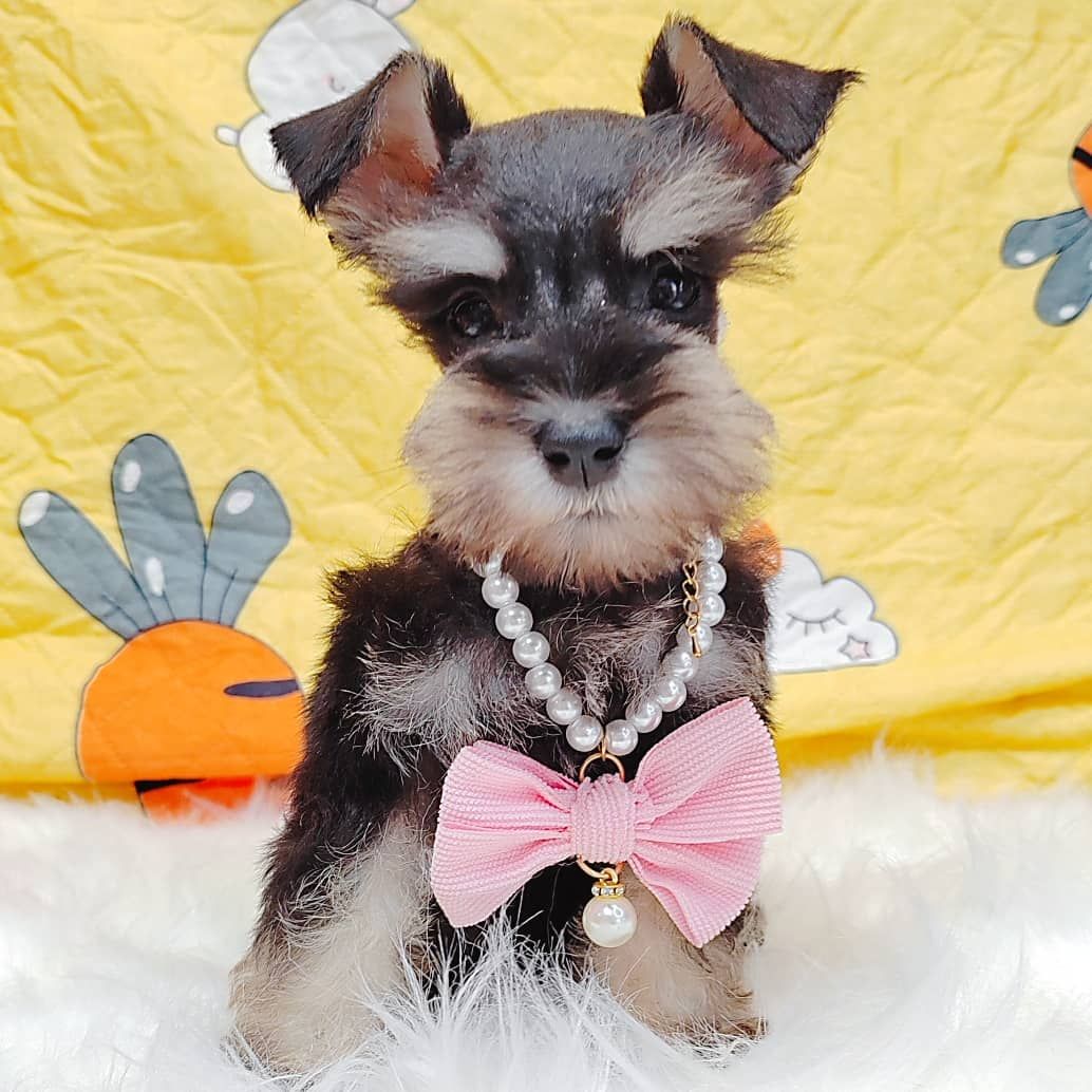 Schnauzer 雪纳瑞
