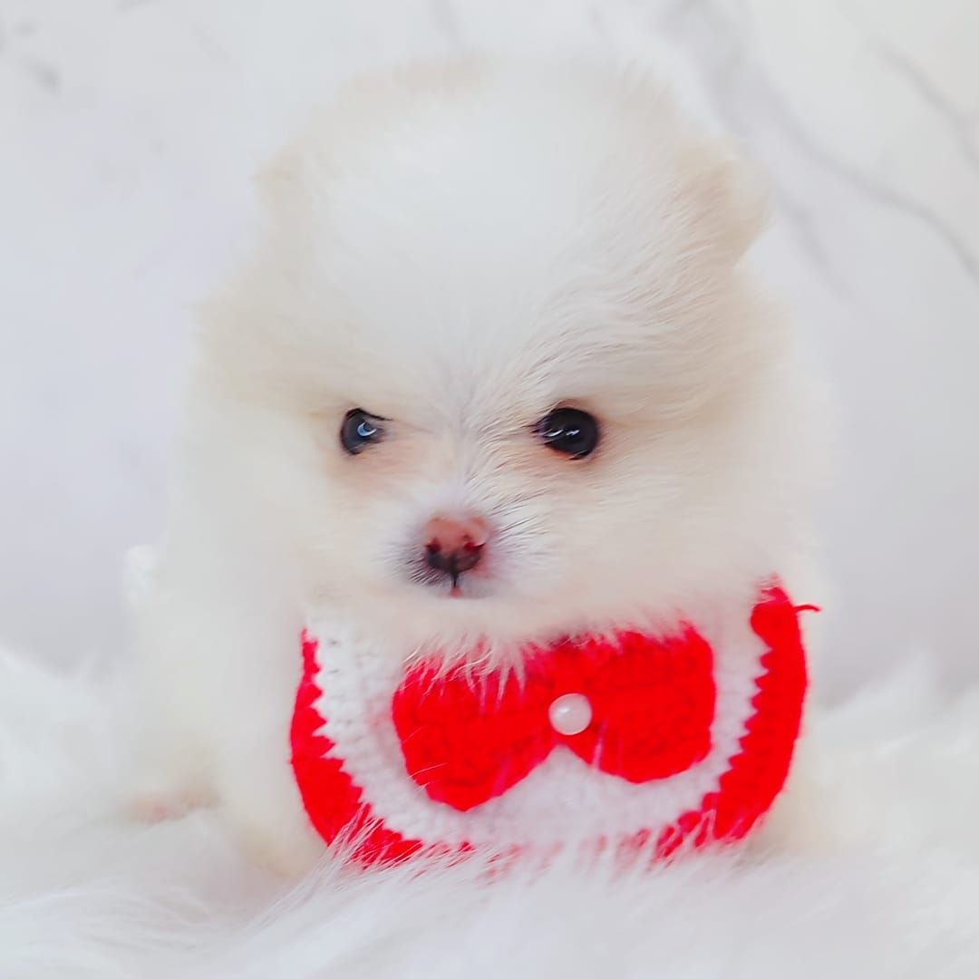 Pomeranian 博美