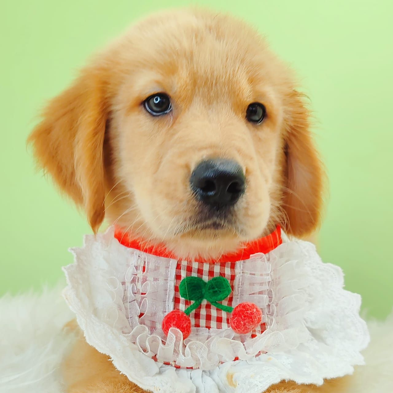 Golden Retriever 黄金猎犬