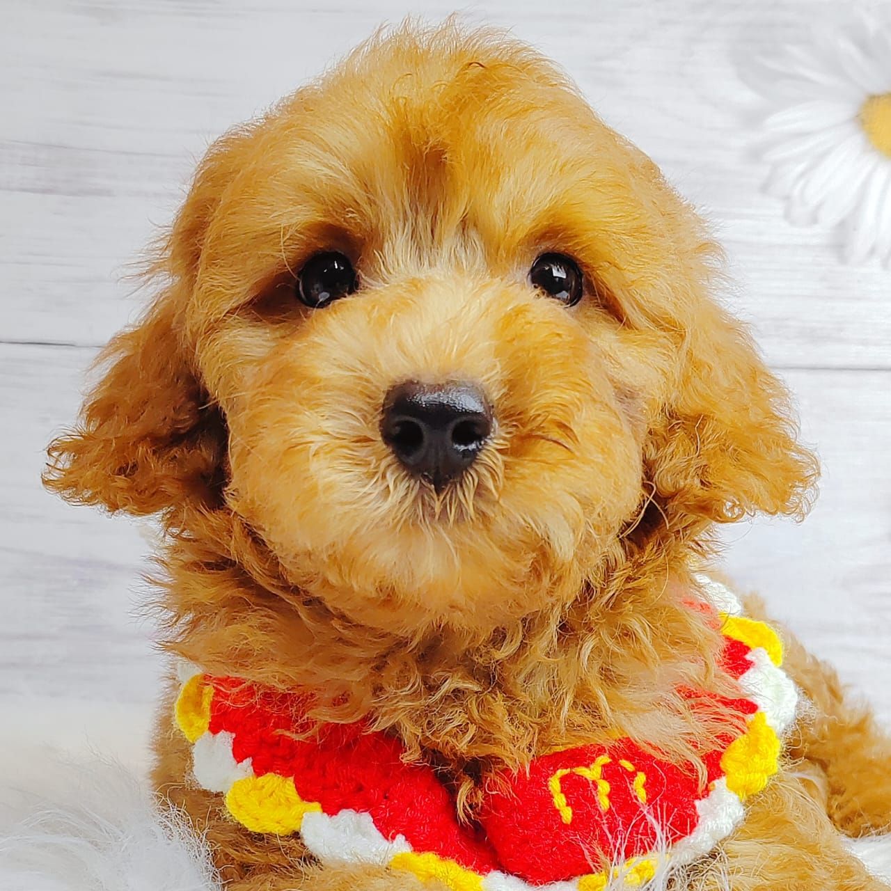 Poodle 娉拌开璐靛