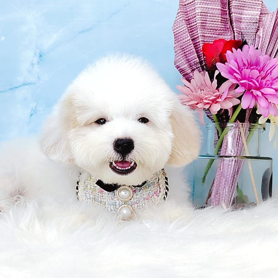 Poodle 娉拌开璐靛