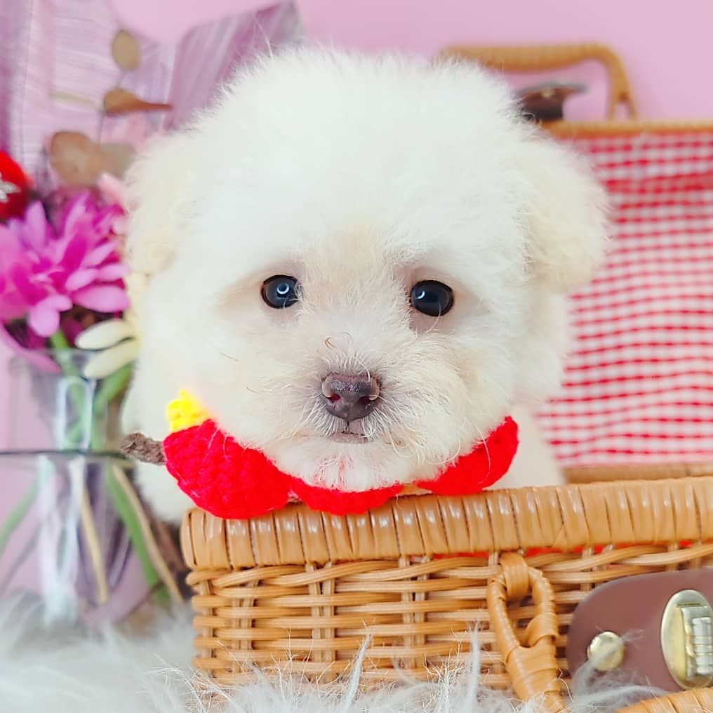 Maltipoo 马尔泰迪