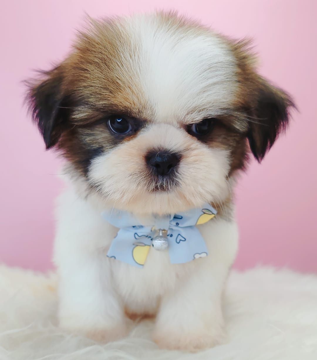 Shih Tzu 西施