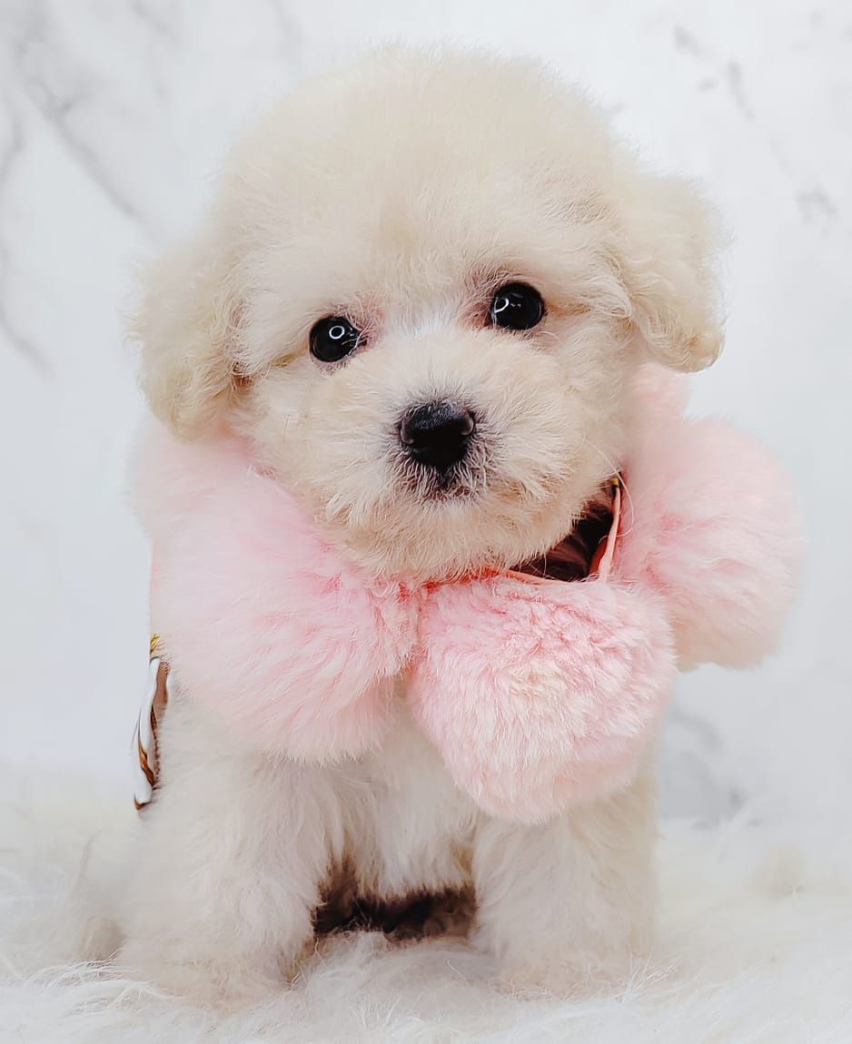 Poodle 璐靛娉拌开