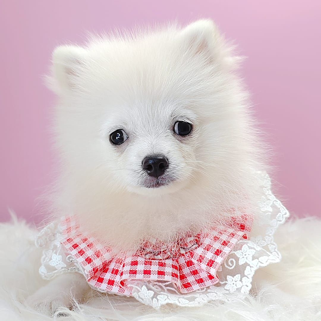 Pomsky 博士奇