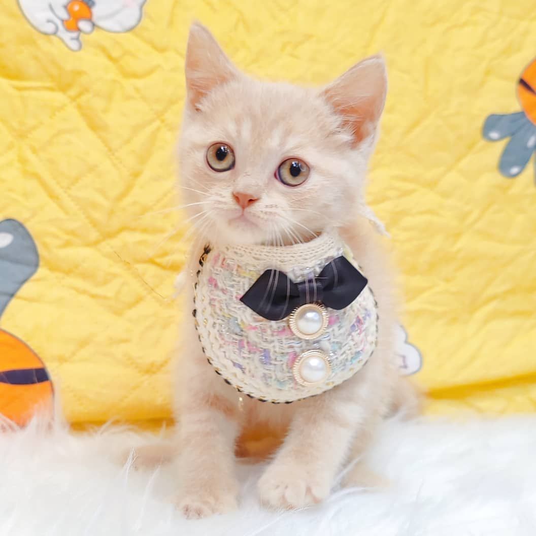 British Short Hair ( BSH ) 英短猫咪