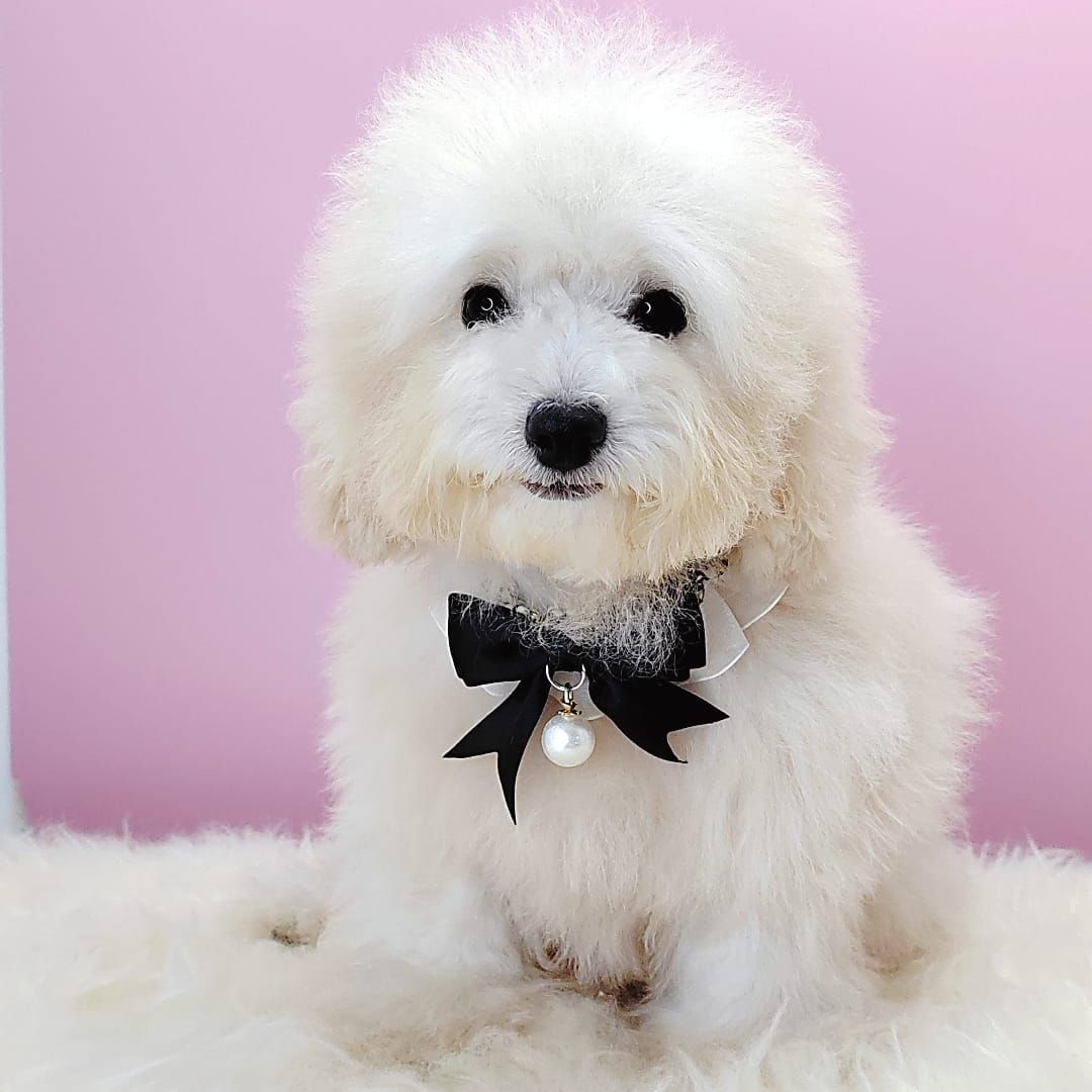 Poodle 娉拌开璐靛