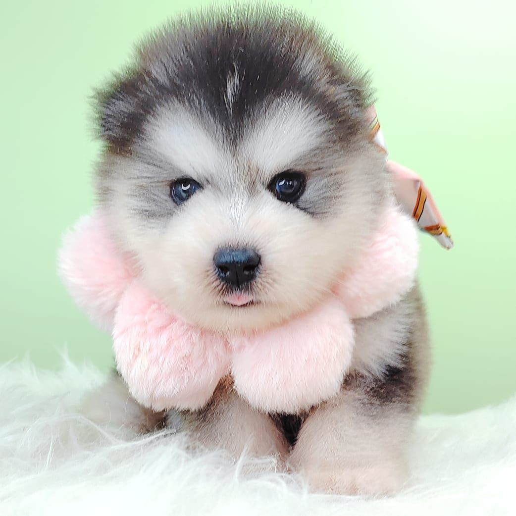 Wooly Husky 哈士奇