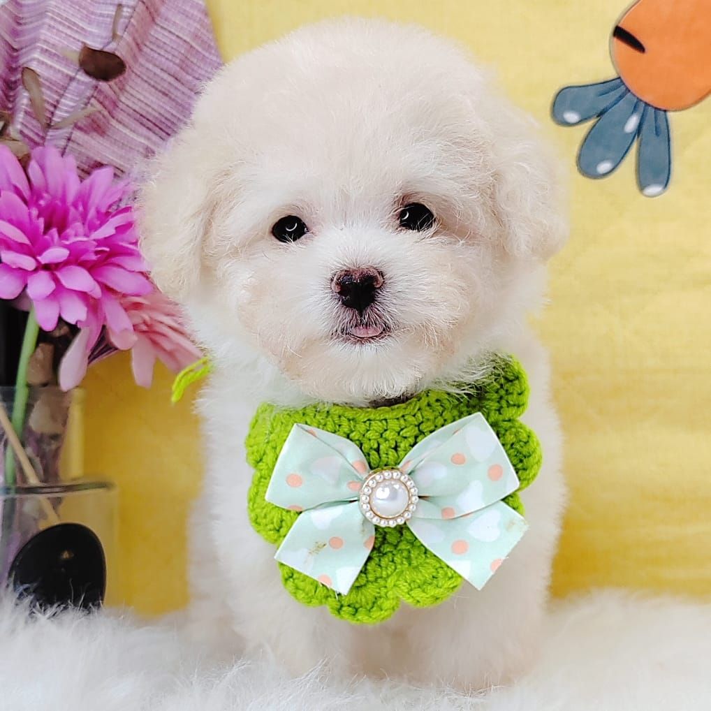 Poodle 娉拌开璐靛