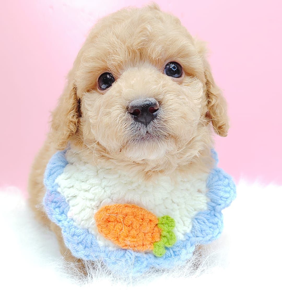 Poodle 娉拌开璐靛