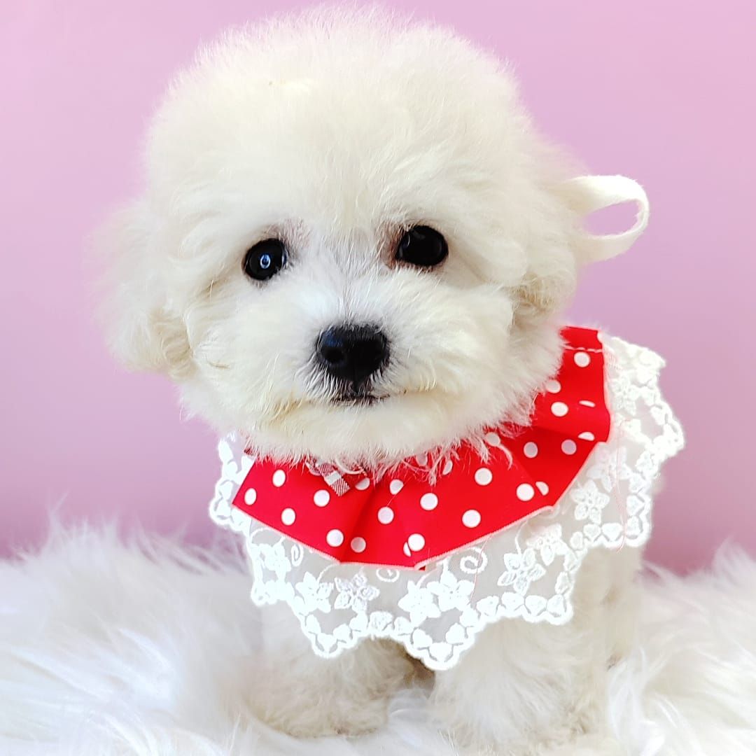 Maltipoo 马尔泰迪