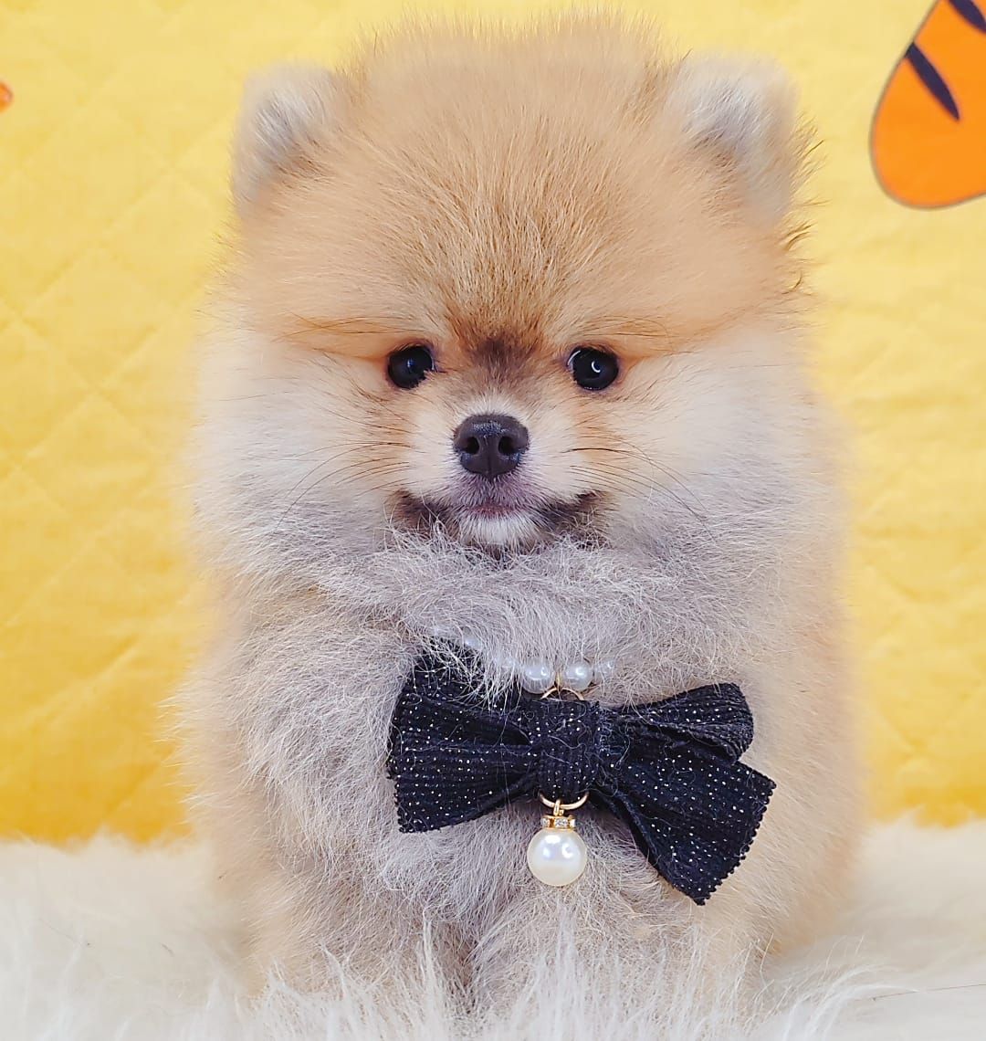 Pomeranian 博美