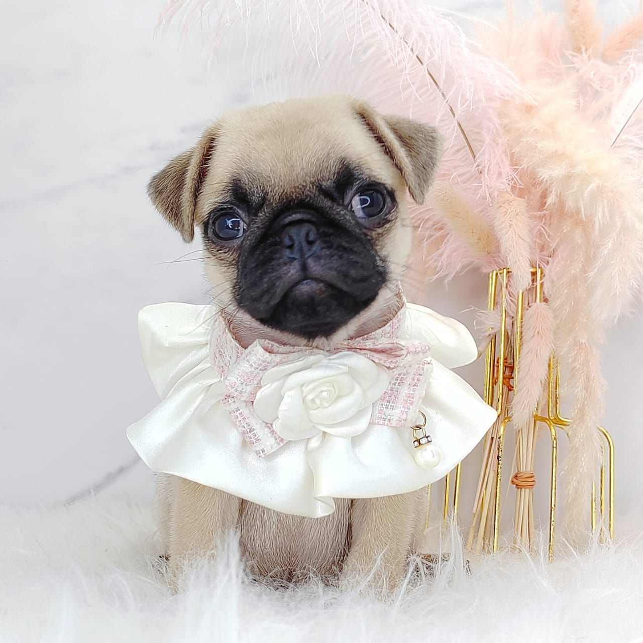 Pug 巴哥