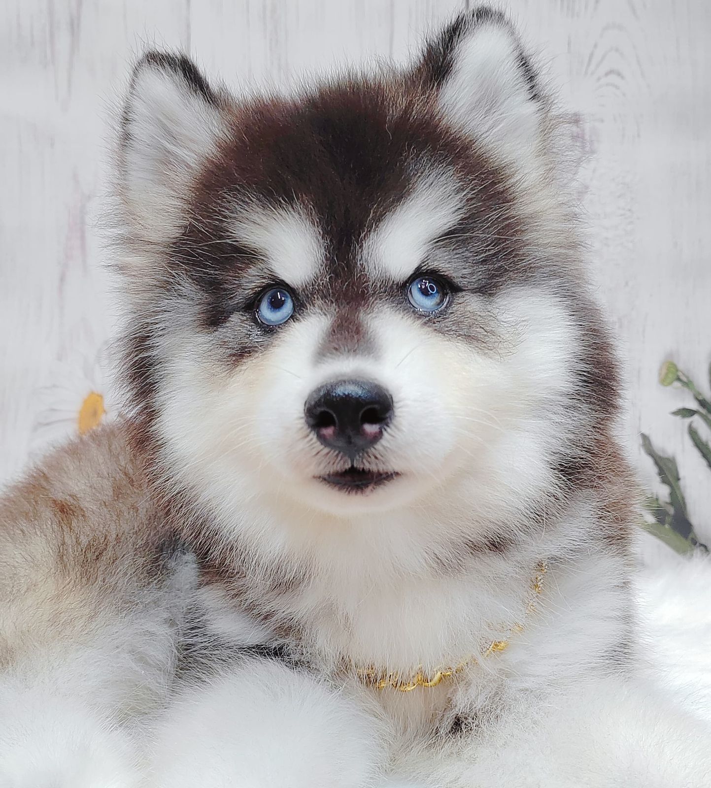 Wooly Alaskan 长毛哈士奇