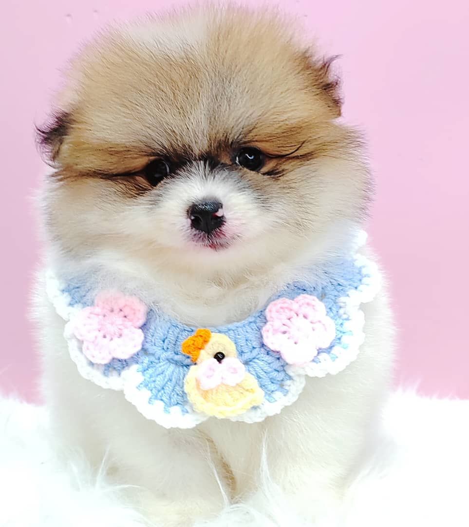 Pomeranian 博美