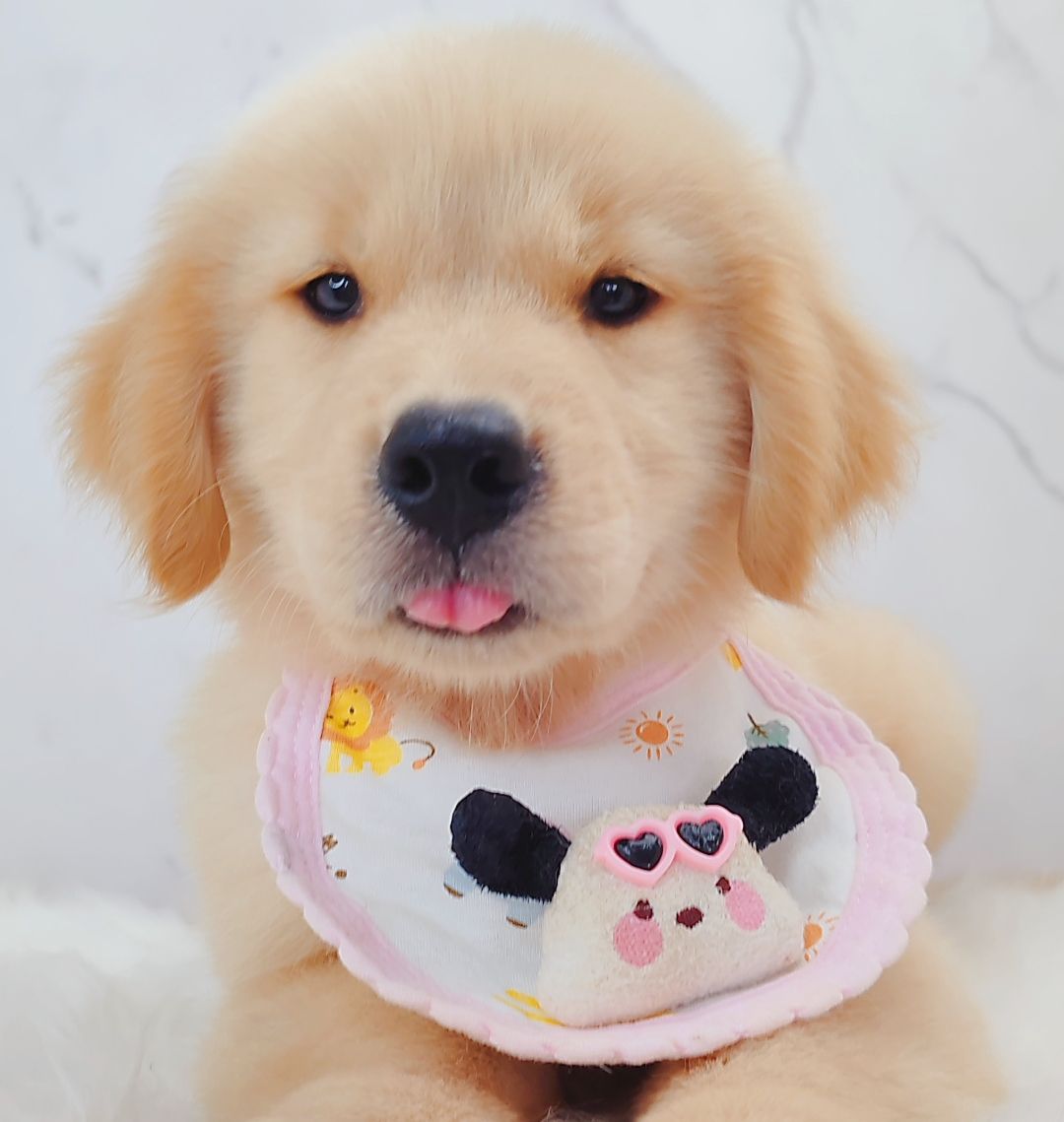 Golden Retriever 黄金猎犬