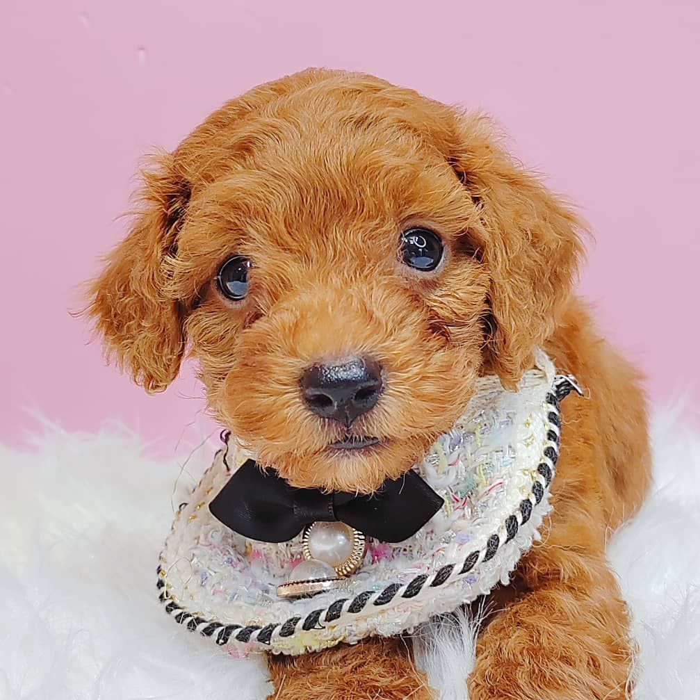 Poodle 娉拌开璐靛