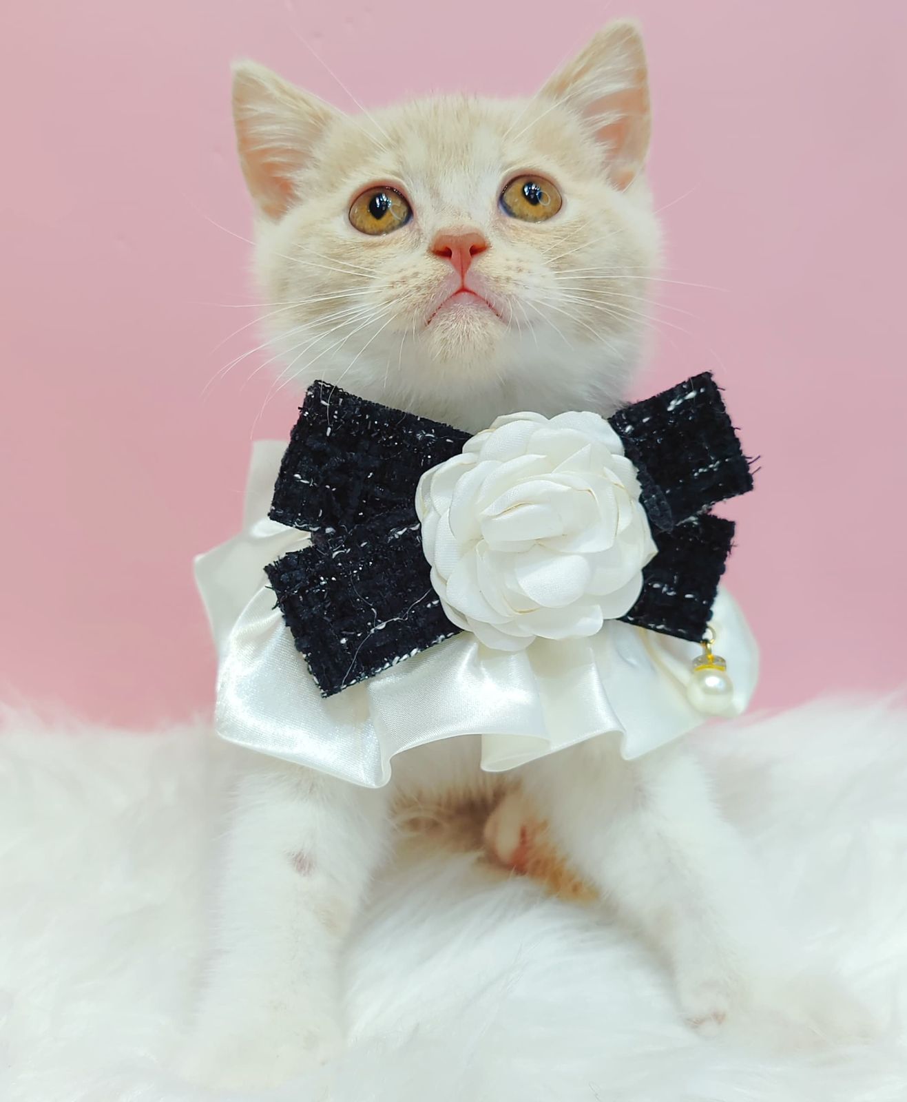 British Short Hair ( BSH ) 英短猫咪