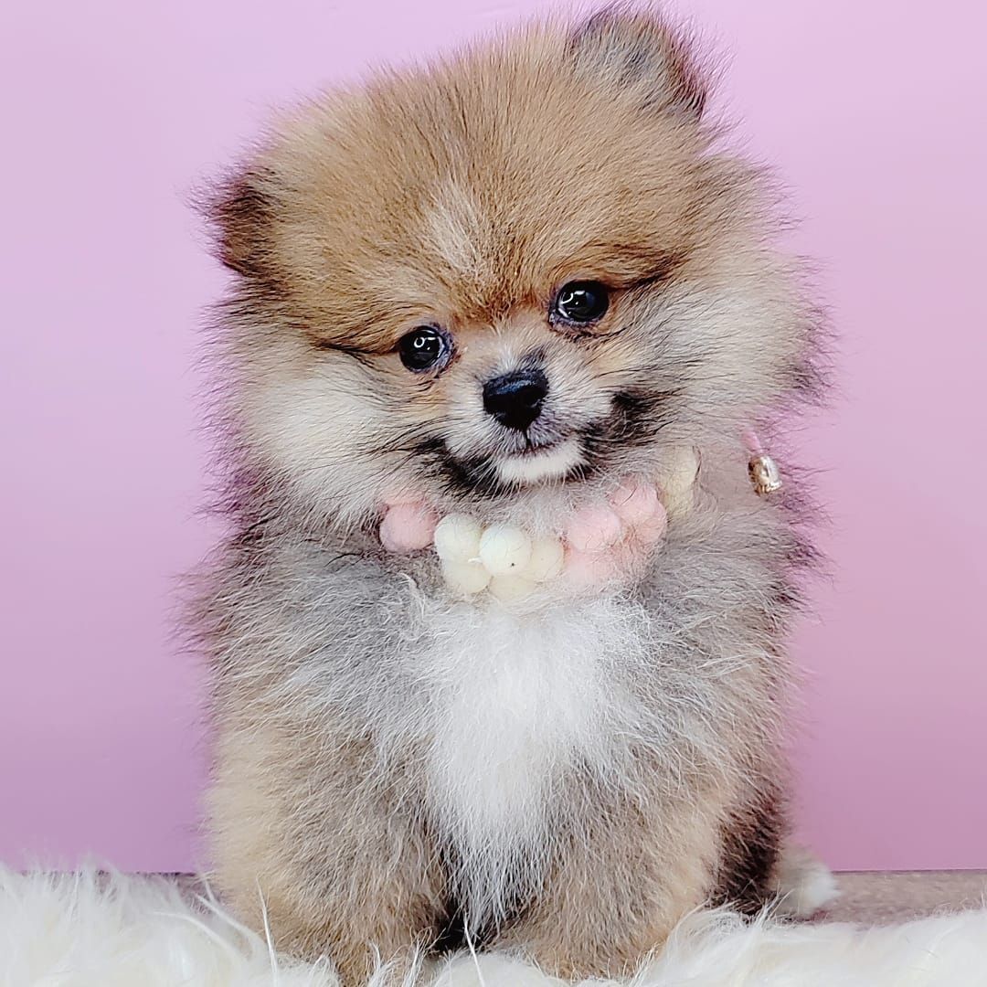  Pomeranian 博美
