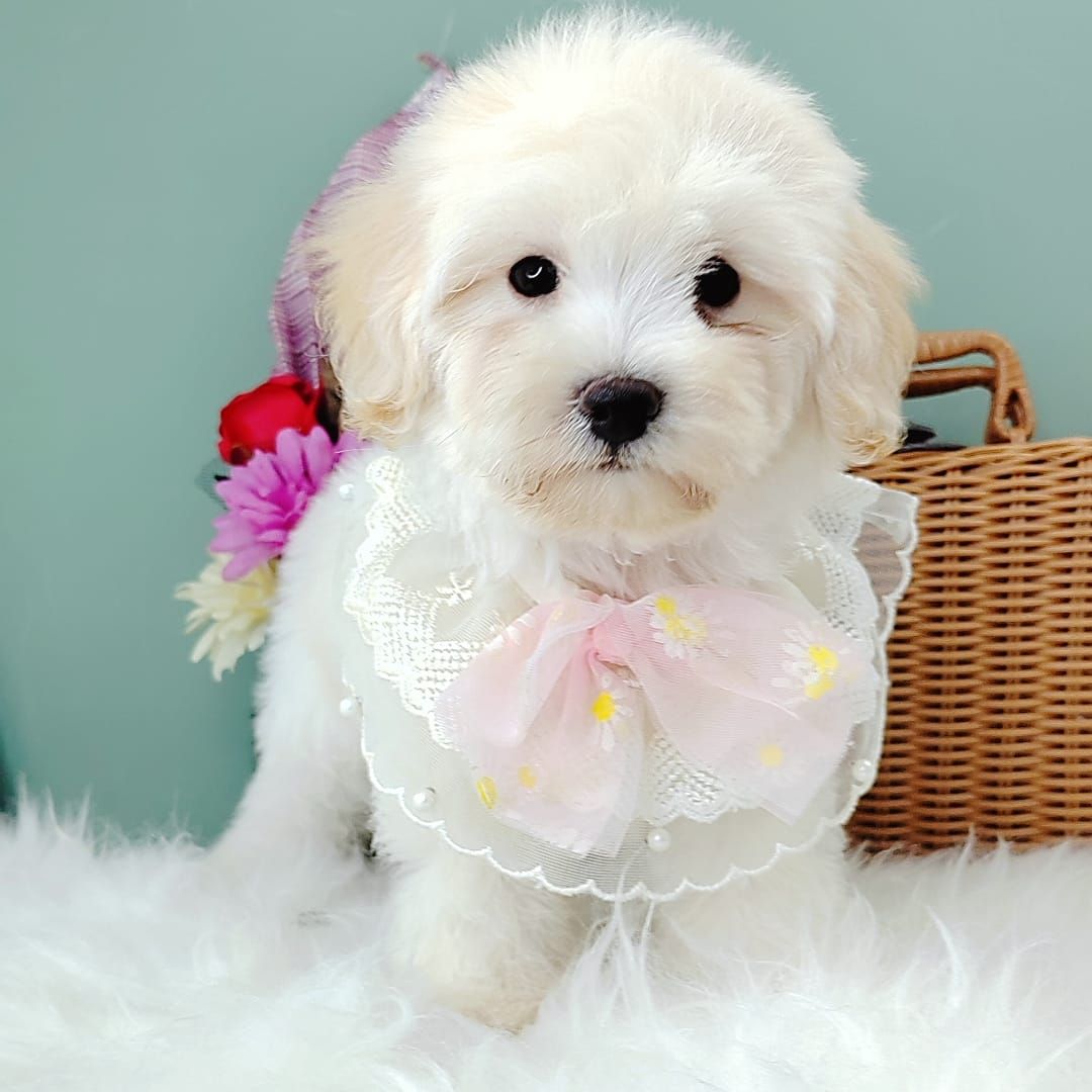 Maltipoo 马尔泰迪