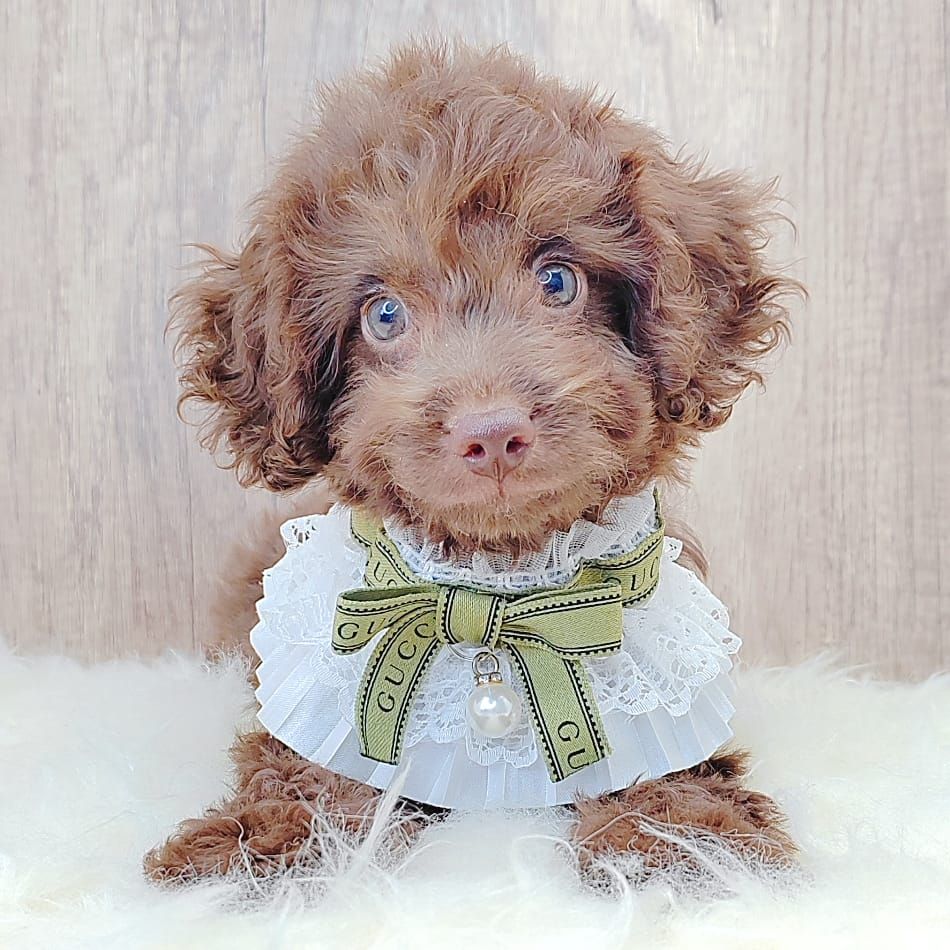 Poodle 娉拌开璐靛