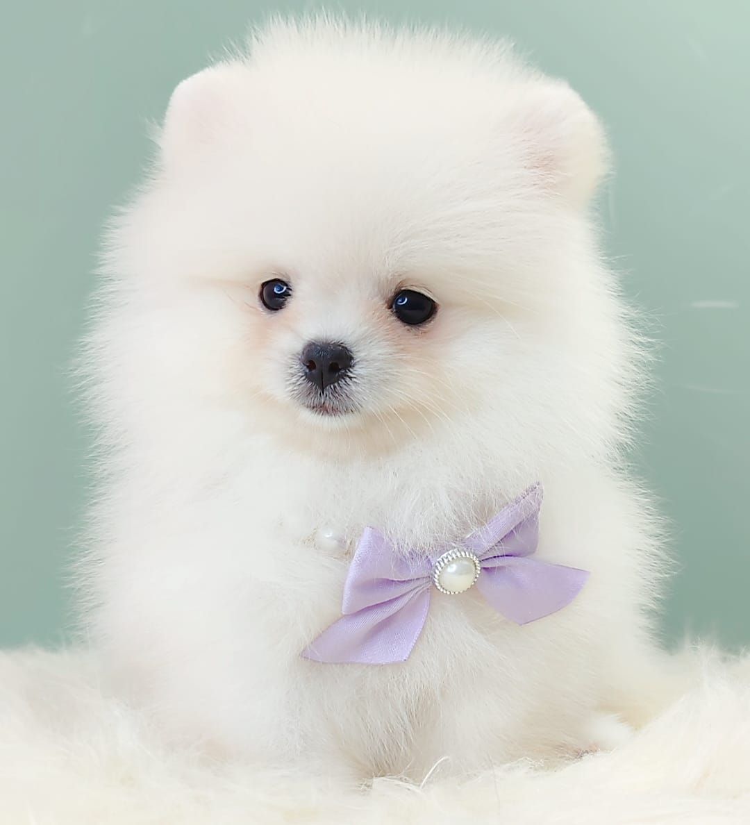 Pomeranian 博美