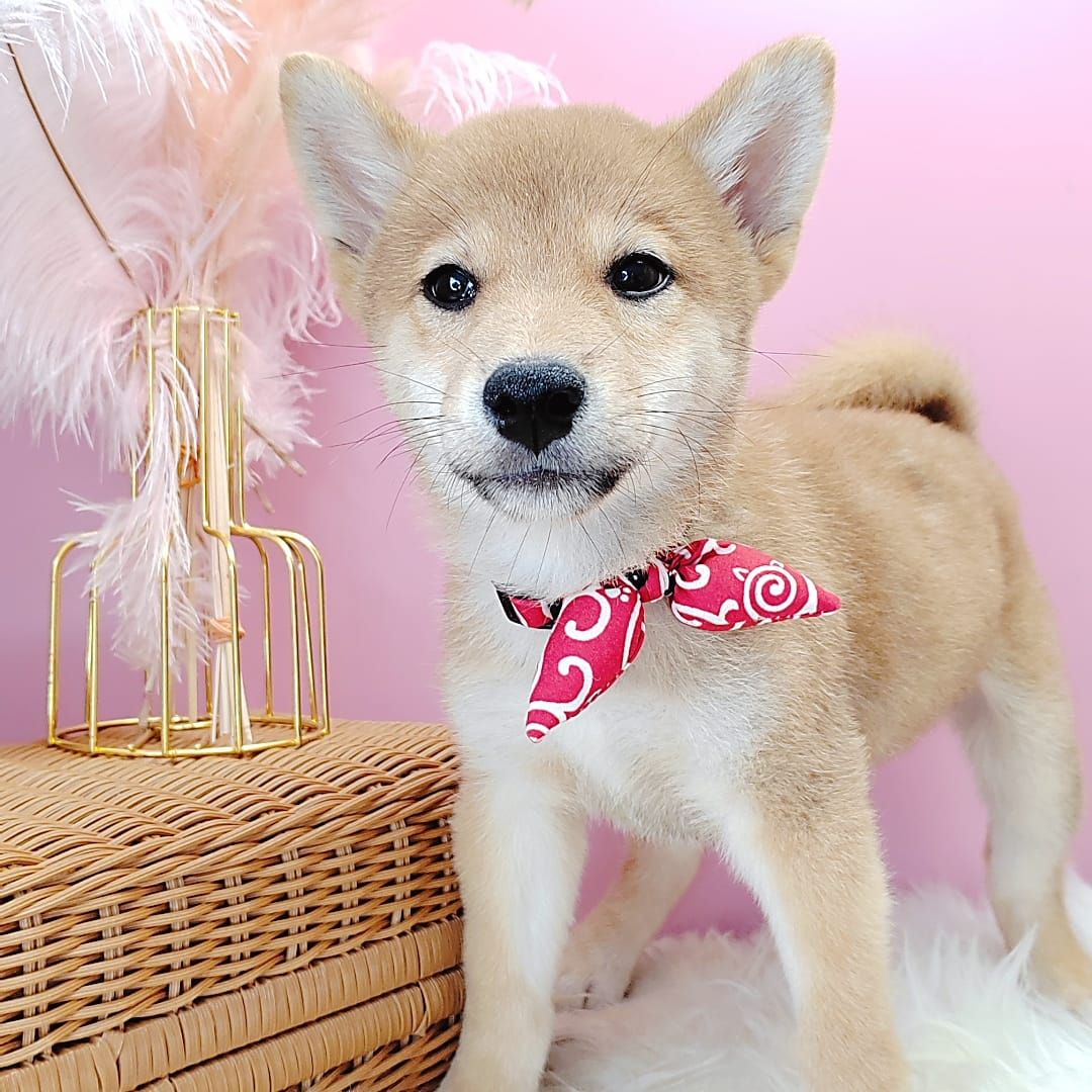 Shiba Inu 柴犬