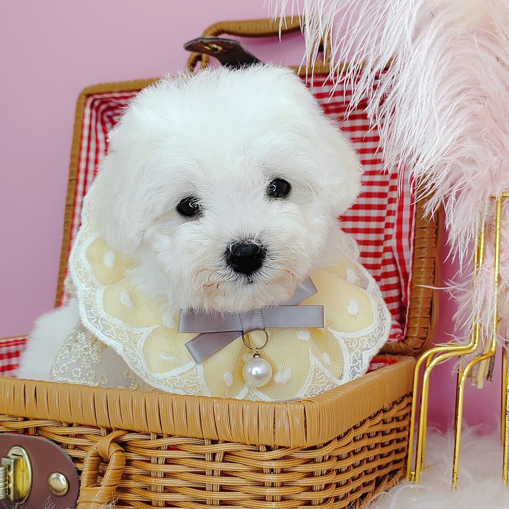Poodle 娉拌开璐靛