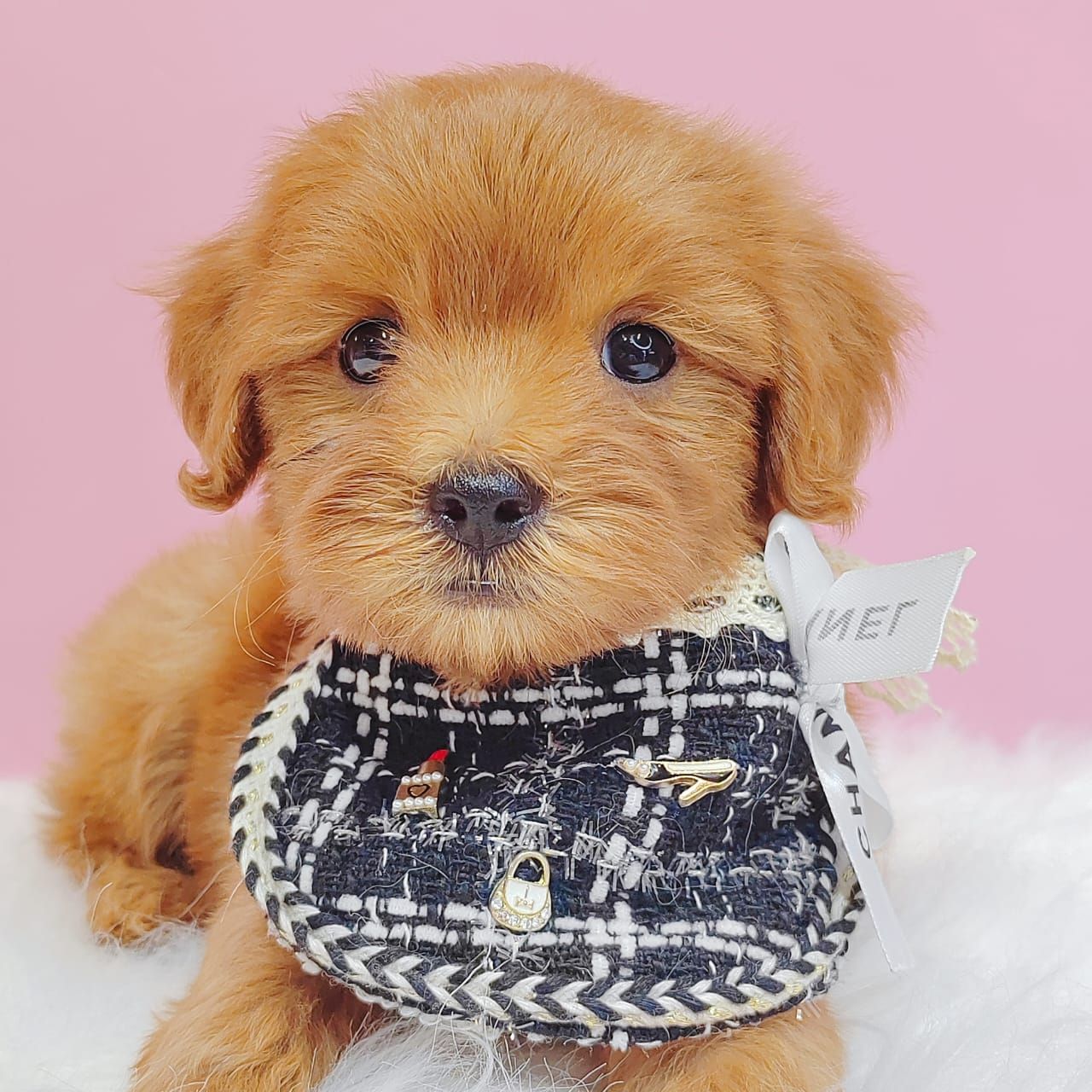 Maltipoo 马尔泰迪