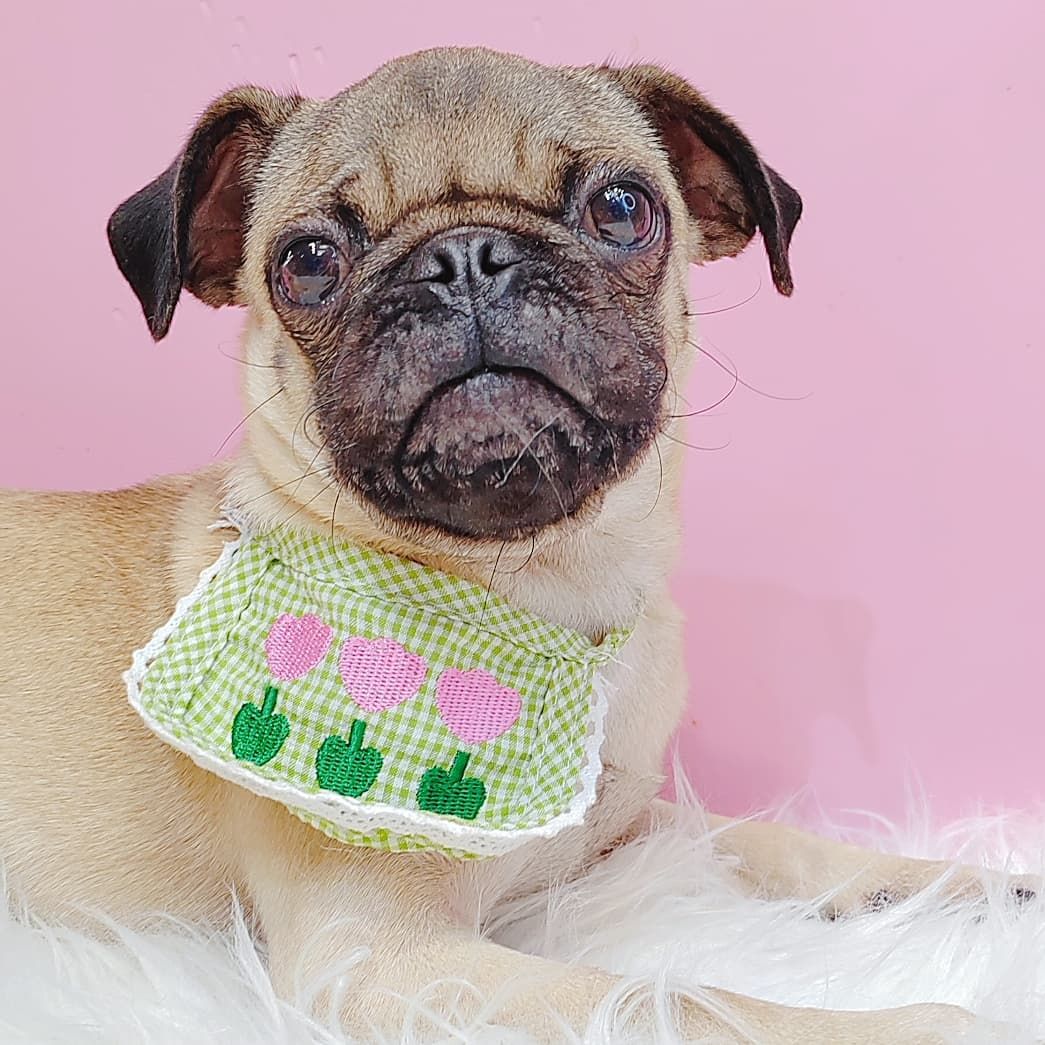 Pug 巴哥