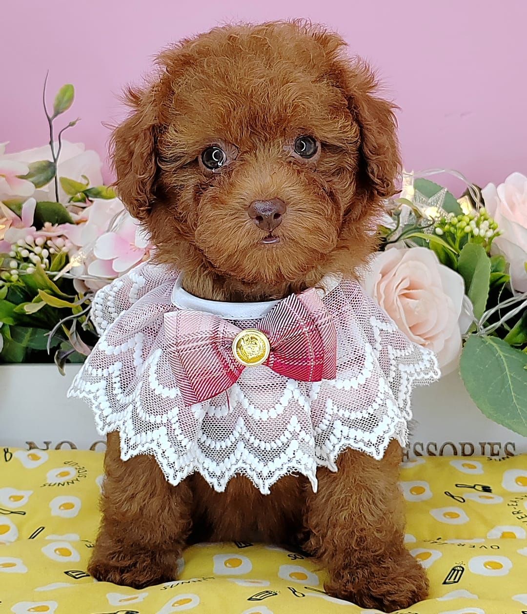 Poodle 娉拌开璐靛